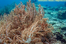 soft coral